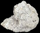 Beautiful, Agatized Fossil Coral Geode - Florida #56088-3